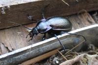Carabus nemoralis