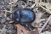 Anoplotrupes stercorosus
