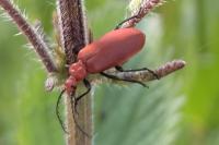 Pyrochroa serraticornis