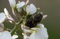 Oxythyrea funesta