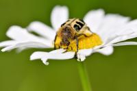 Trichius gallicus