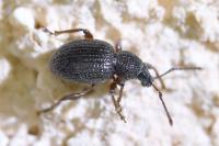 Otiorhynchus ovatus