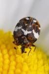 Anthrenus