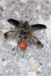 Clerus mutillarius