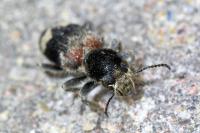 Clerus mutillarius