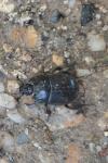 Anoplotrupes stercorosus