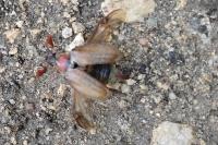 Melolontha melolontha