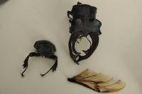 Lucanus cervus cervus