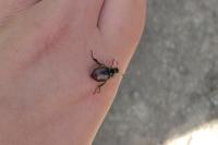 Phyllopertha horticola