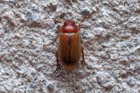 Amphimallon majale