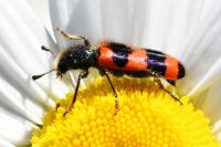 Trichodes apiarius