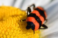 Trichodes apiarius