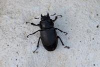 Lucanus cervus