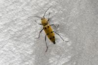 Chlorophorus glabromaculatus