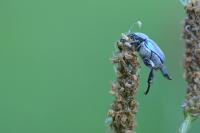 Hoplia coerulea