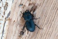 Dorcus parallelipipedus