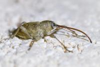 Curculio elephas