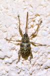 Curculio elephas