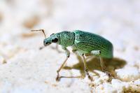 Polydrusus formosus
