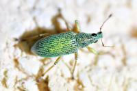 Polydrusus formosus