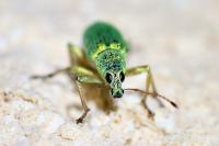 Polydrusus formosus