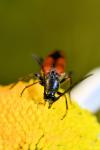 Stenurella bifasciata
