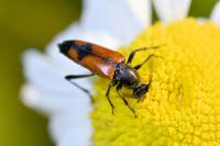 Stenurella bifasciata