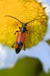 Stenurella bifasciata