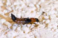 Paederus littoralis