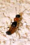 Paederus littoralis