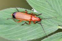 Rhagonycha fulva