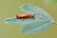 Rhagonycha fulva