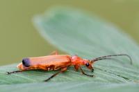 Rhagonycha fulva