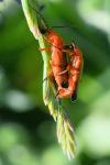 Rhagonycha fulva