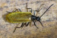 Lagria hirta