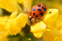 Harmonia axyridis