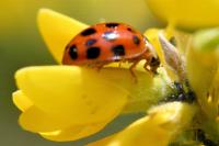 Harmonia axyridis