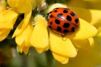 Harmonia axyridis