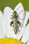 Oedemera nobilis