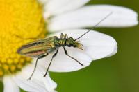 Oedemera nobilis