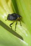 Mononychus punctumalbum