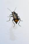 Axinotarsus marginalis