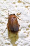 Serica brunnea