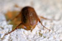 Serica brunnea