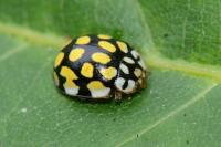 Sospita vigintiguttata