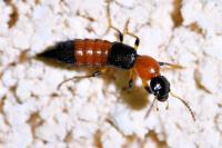 Paederus littoralis