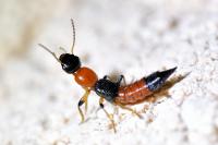 Paederus littoralis