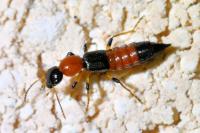 Paederus littoralis