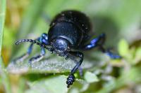 Timarcha goettingensis