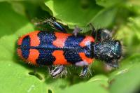 Trichodes alvearius